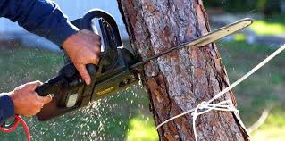 Best Tree Removal  in Summit, NJ