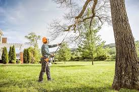 Best Tree Cabling and Bracing  in Summit, NJ
