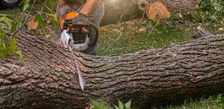 Best Aeration Services  in Summit, NJ