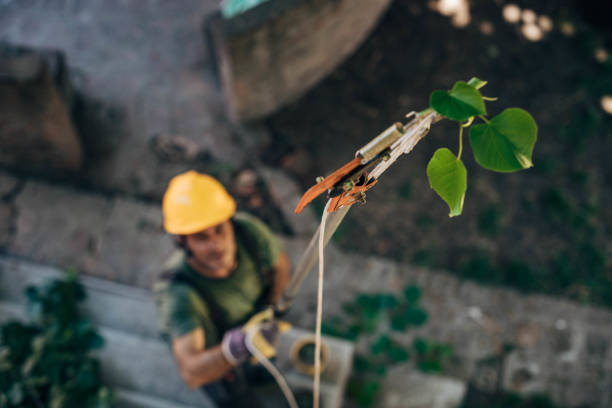 How Our Tree Care Process Works  in  Summit, NJ