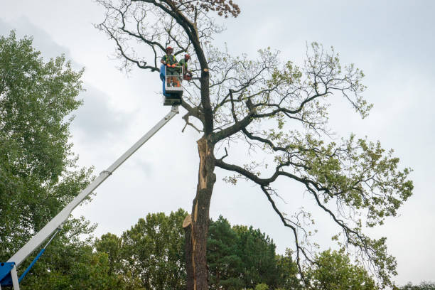 Best Palm Tree Trimming  in Summit, NJ