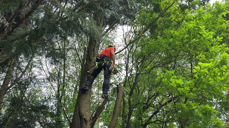 Professional Tree Removal in Summit, NJ