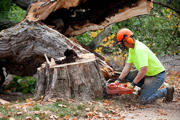 Best Tree and Shrub Care  in Summit, NJ