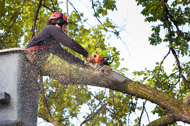Best Lawn Maintenance Plans  in Summit, NJ