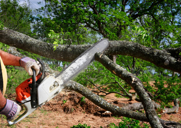 Best Tree Maintenance Programs  in Summit, NJ