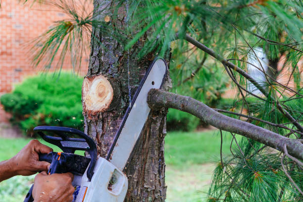 Best Tree Preservation Services  in Summit, NJ